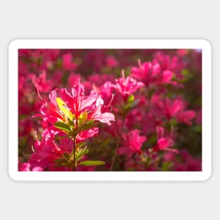 Pink Azalea Flowers Sticker